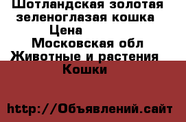 Шотландская золотая, зеленоглазая кошка › Цена ­ 2 500 - Московская обл. Животные и растения » Кошки   